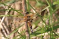 IMG_9461 Libellula quadrimaculata